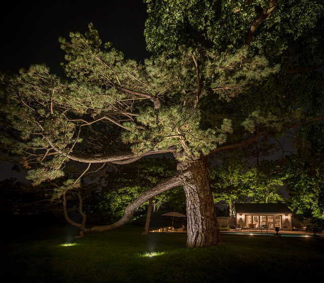 Interior Accent Lighting Trees Architectural Tree Lighting Guide