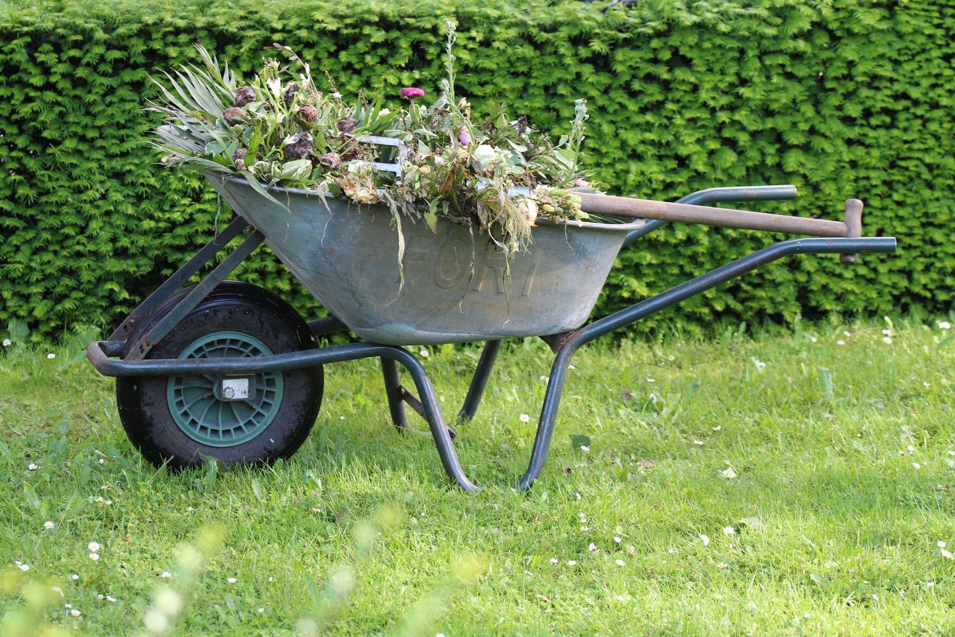 Wheelbarrow full of flowers and plants on grass in front of a hedge