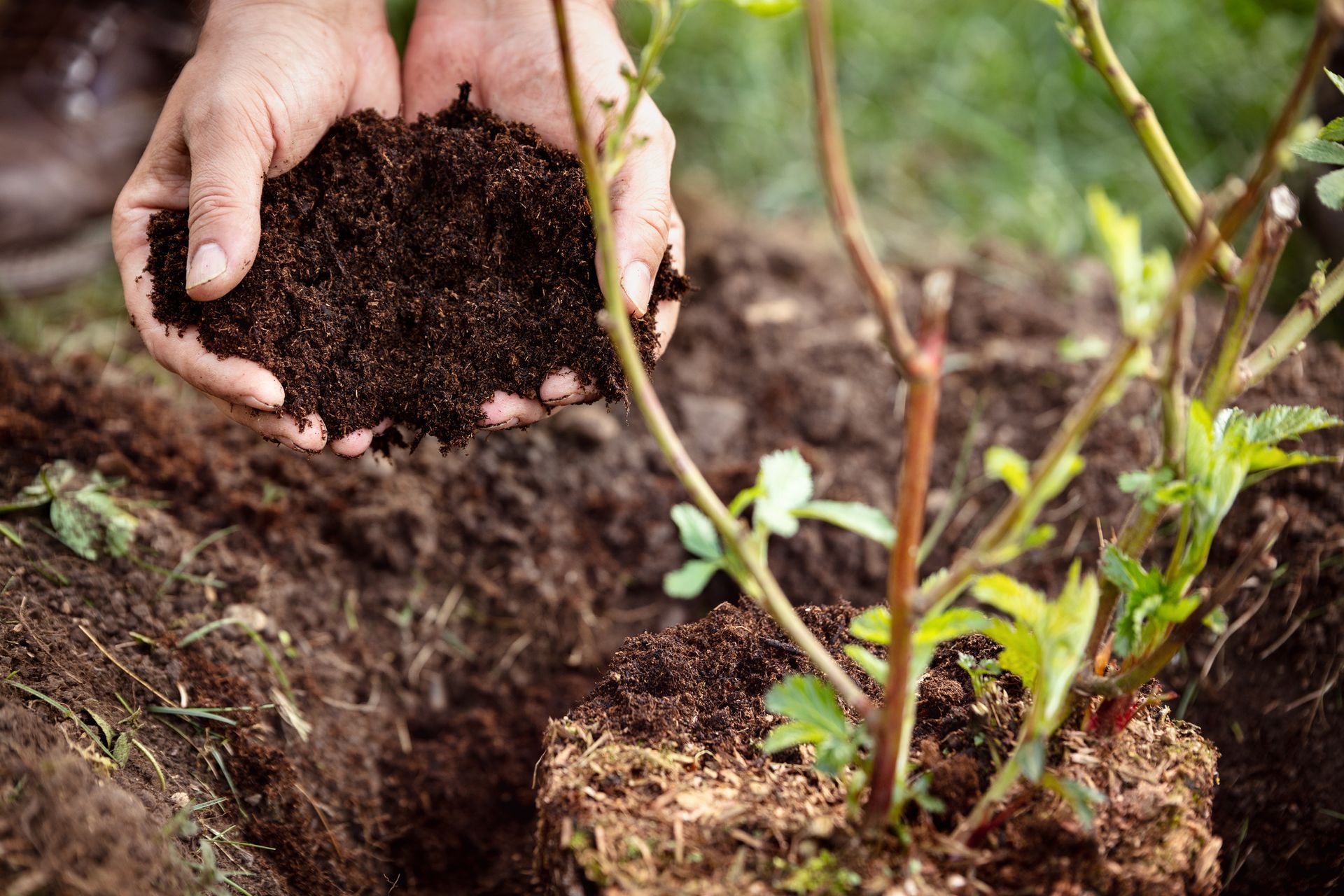 Hands adding rich topsoil around young plant during garden planting in fresh soil bed.