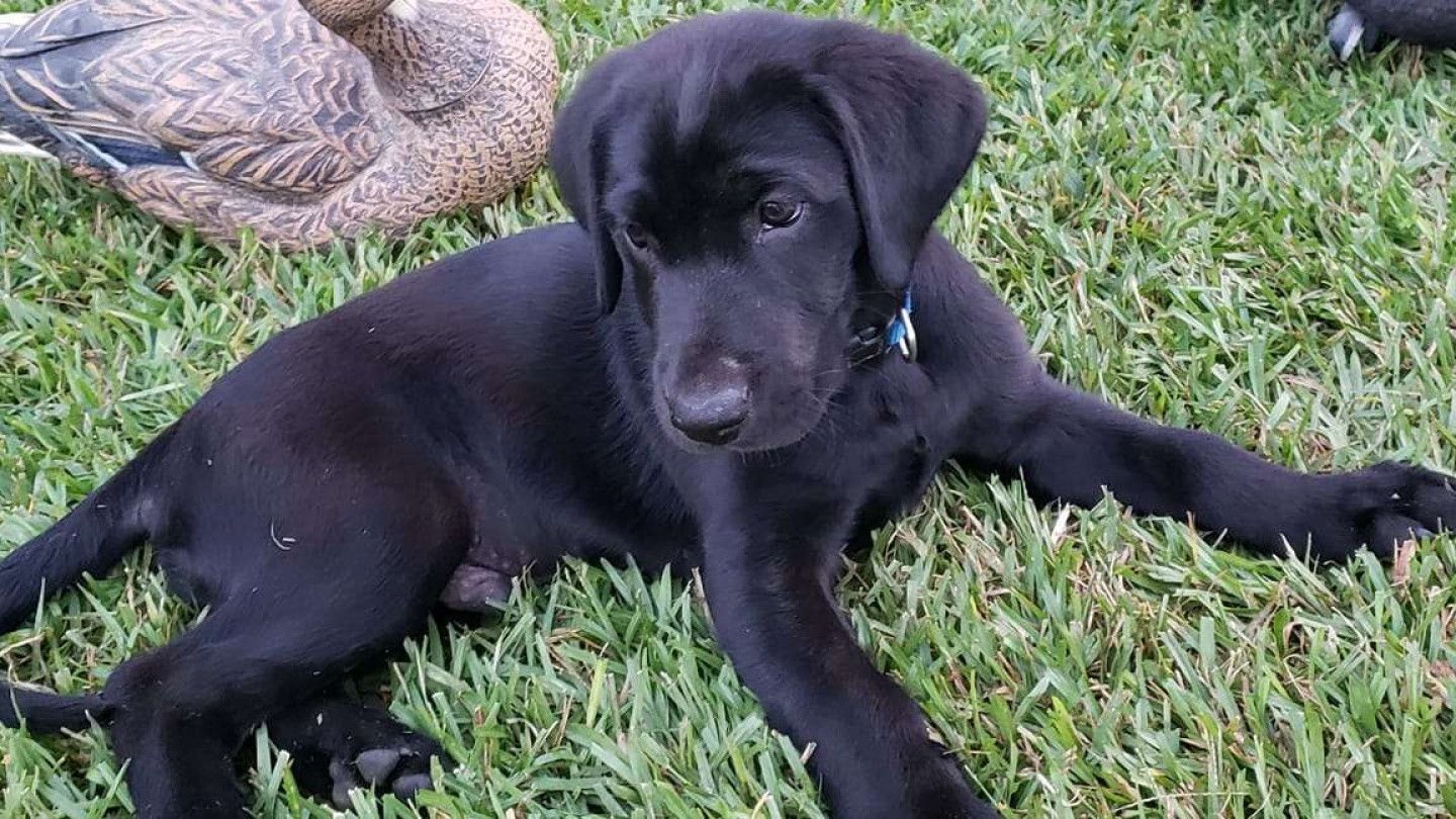 Black Labrador puppy lying on grass, looking towards the viewer, with a duck decoy in the background.