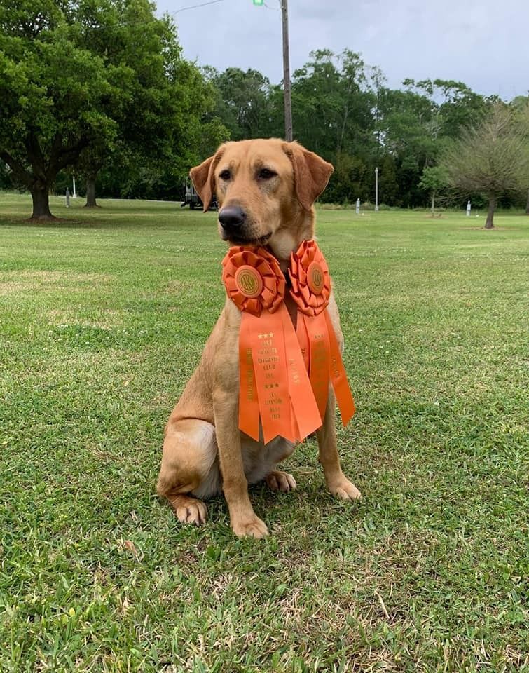 Golden Labrador dog wearing orange ribbons sitting on green grass in an outdoor setting.
