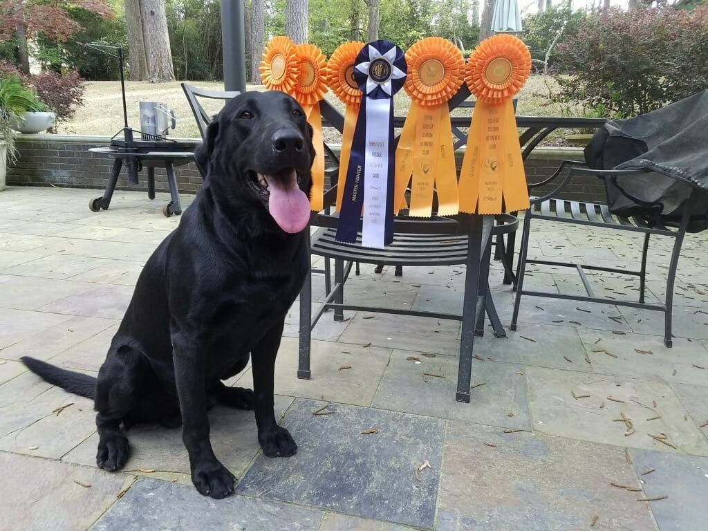 Black Labrador dog sits beside several ribbons on a metal table in an outdoor setting.