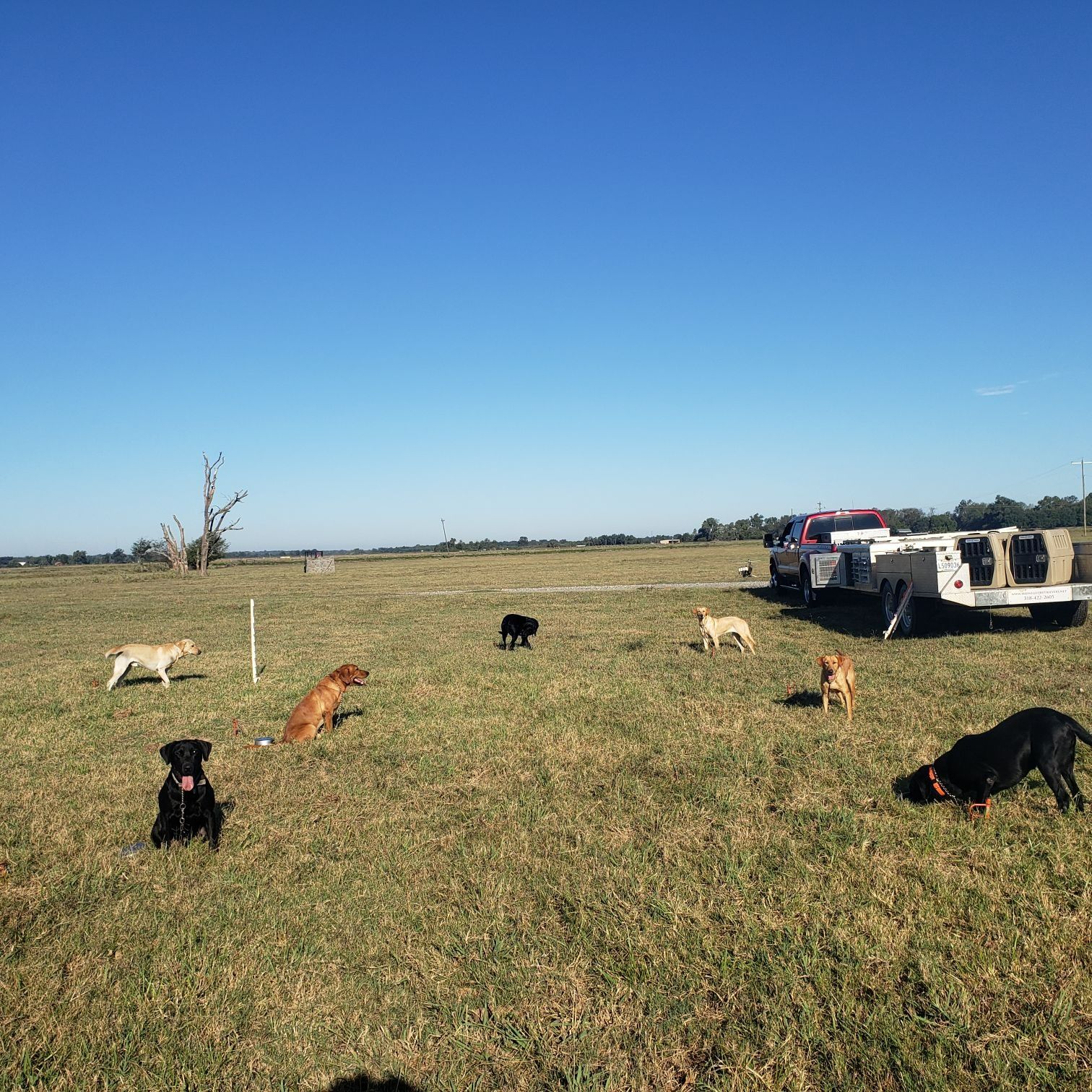 Dogs of various colors in a grassy field on a sunny day; a truck and trailer are parked in the background.