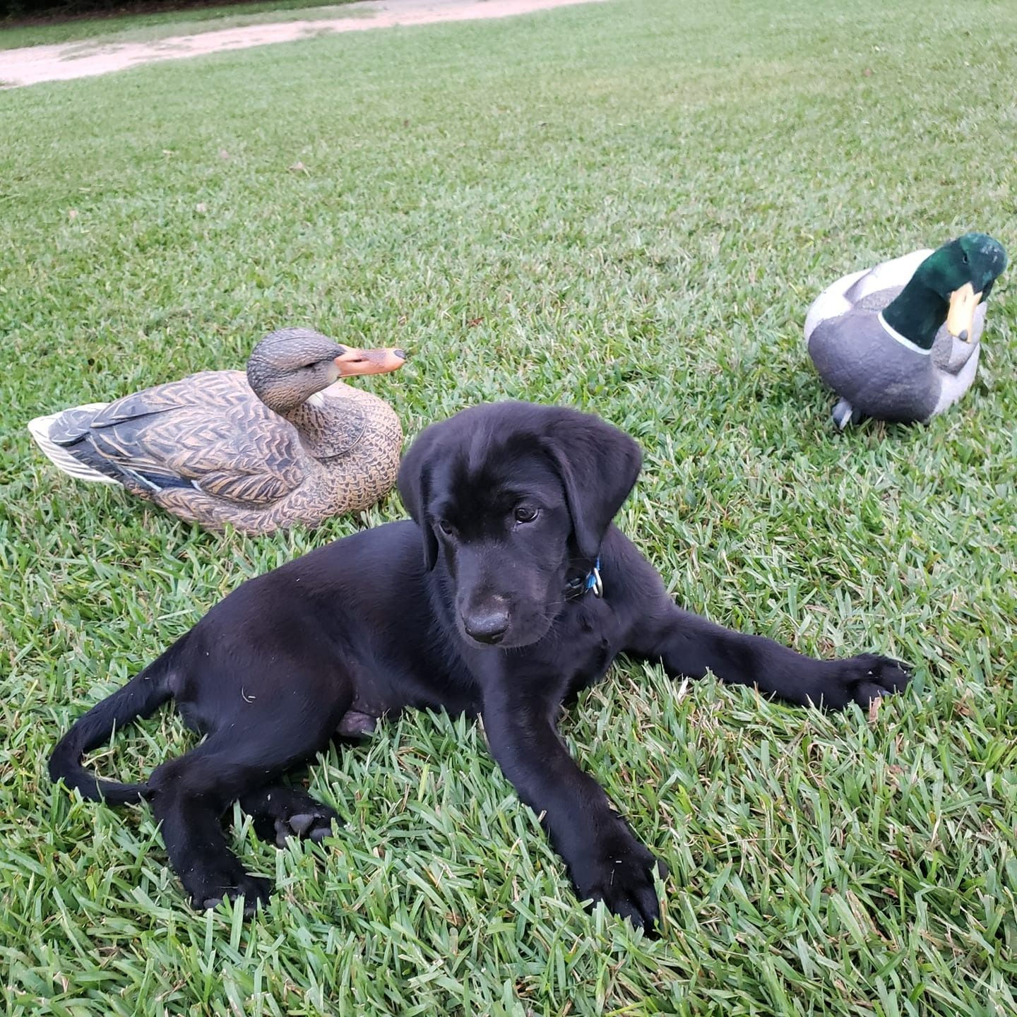 Black puppy laying in green grass with two duck statues.