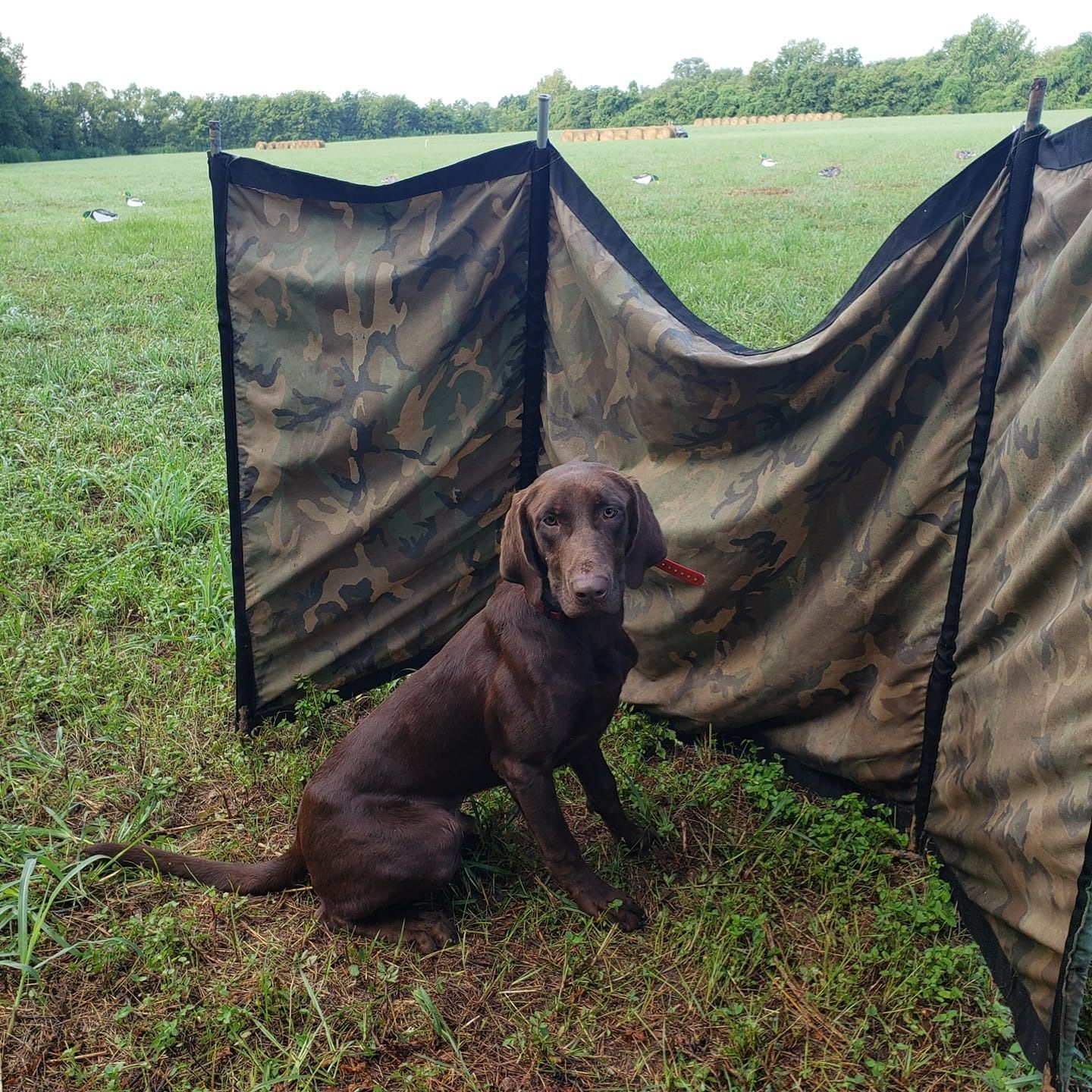 Chocolate Labrador sits in front of a camo blind in a grassy field.