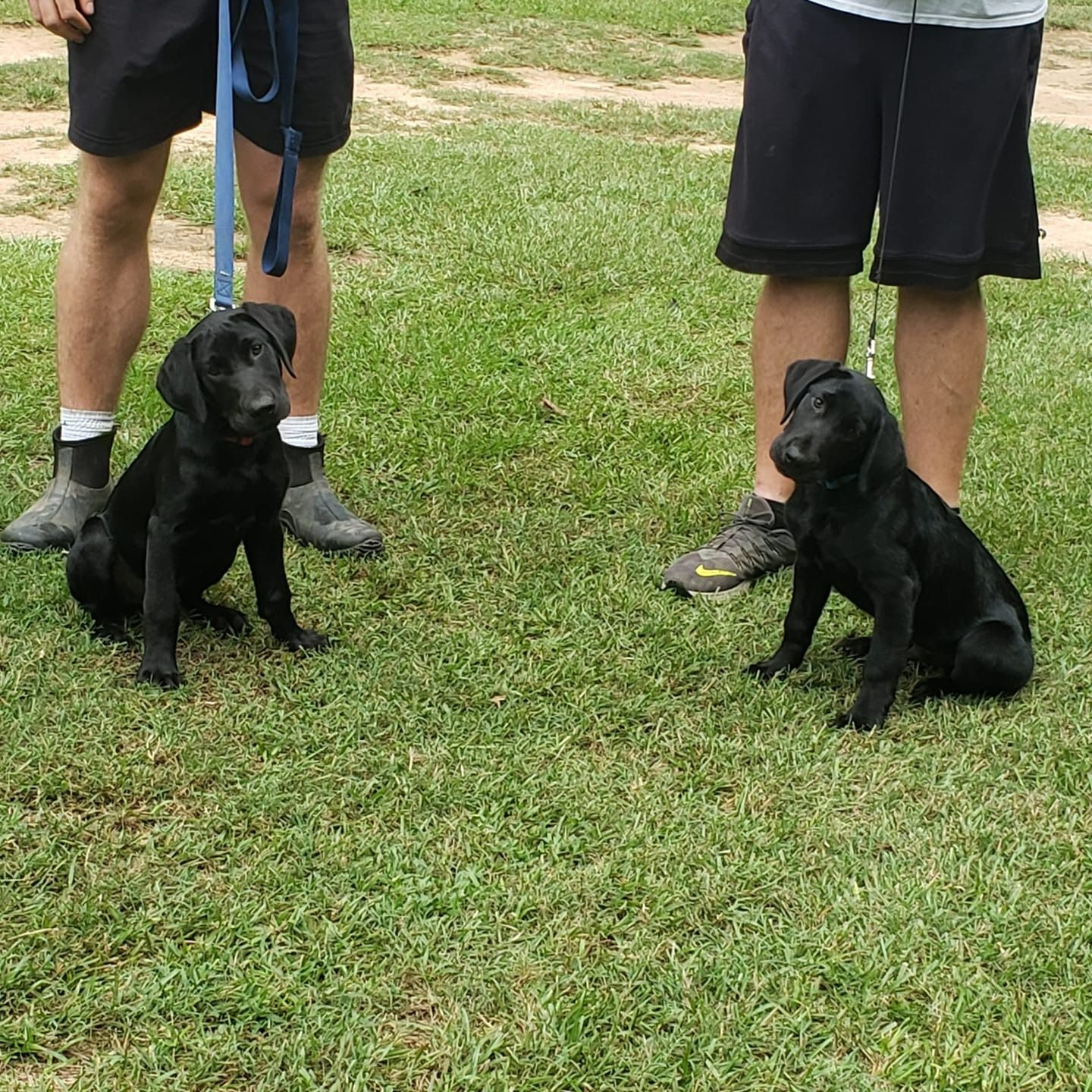 Two black Labrador puppies on leashes sitting on grass between two people.