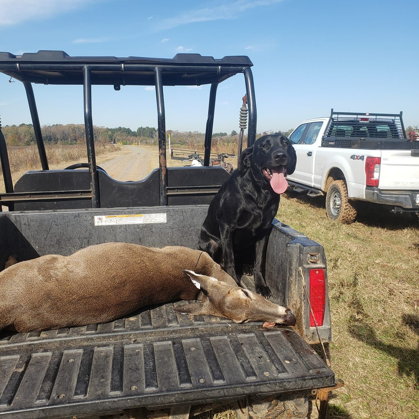 Black lab sits in a utility vehicle with a deer in the back, truck in the background, sunny day.