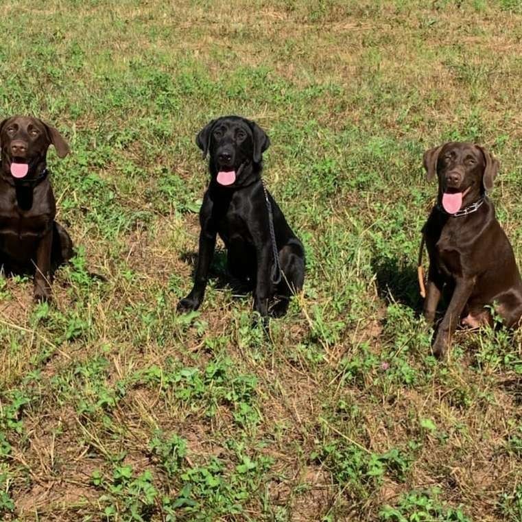 Three Labrador Retrievers sitting in grass, two brown and one black, all with tongues out.