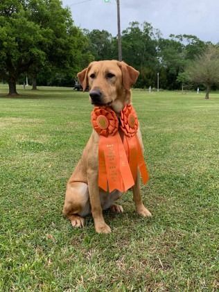 Yellow lab with orange ribbons sitting on green grass outdoors.