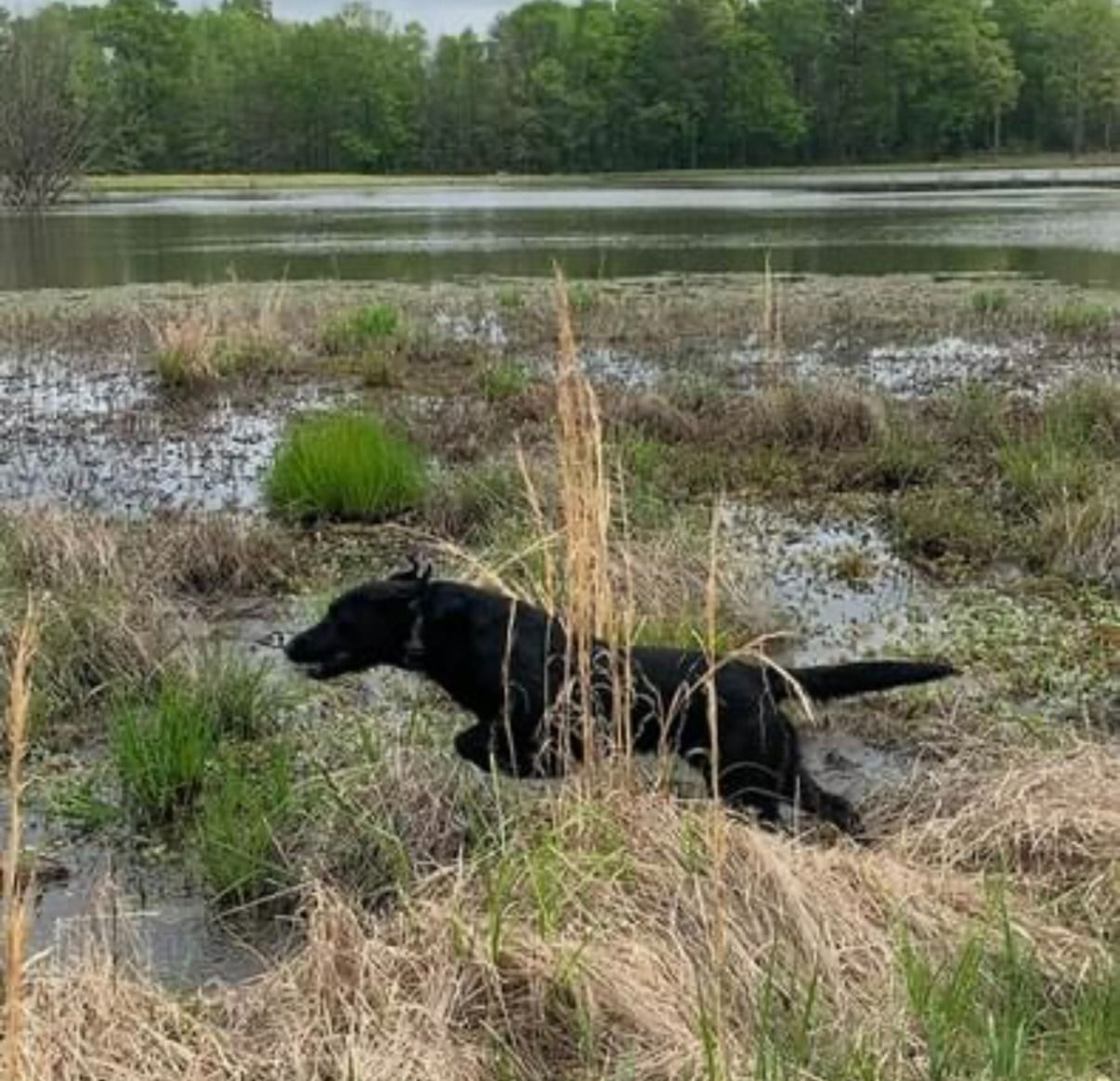 Black Labrador dog running through marshy water towards a lake.