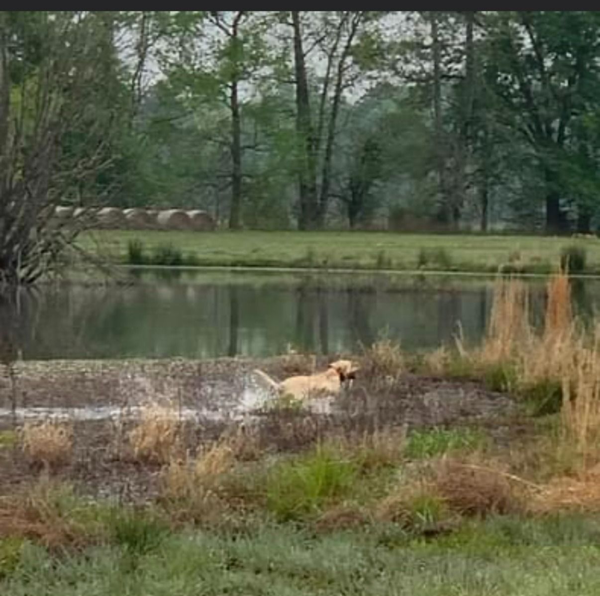 Yellow dog running through shallow water toward a pond, grassy field with trees in the background.