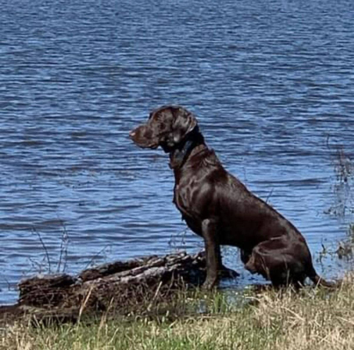 Chocolate Labrador sits by blue water, alert, watching.