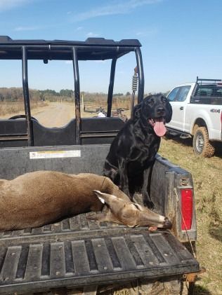 Black dog sits in a utility vehicle bed with a harvested deer. Sunny outdoor setting.