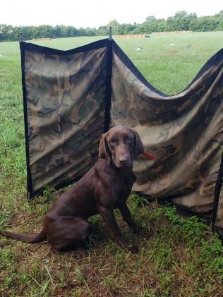 Chocolate brown dog sits in front of a camo screen on a grassy field.