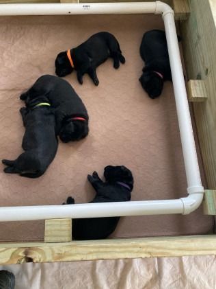 Five black puppies with colorful collars lie in a wooden pen with a white PVC pipe frame.