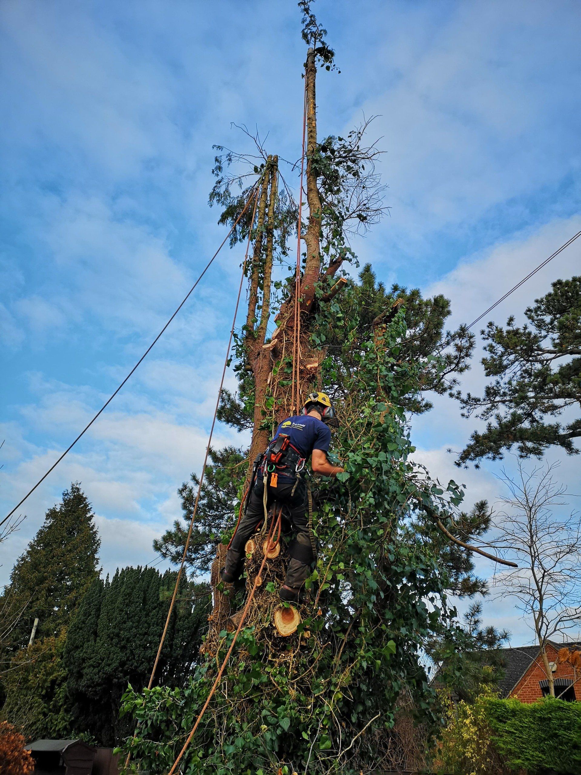 person climbing tree removing branches