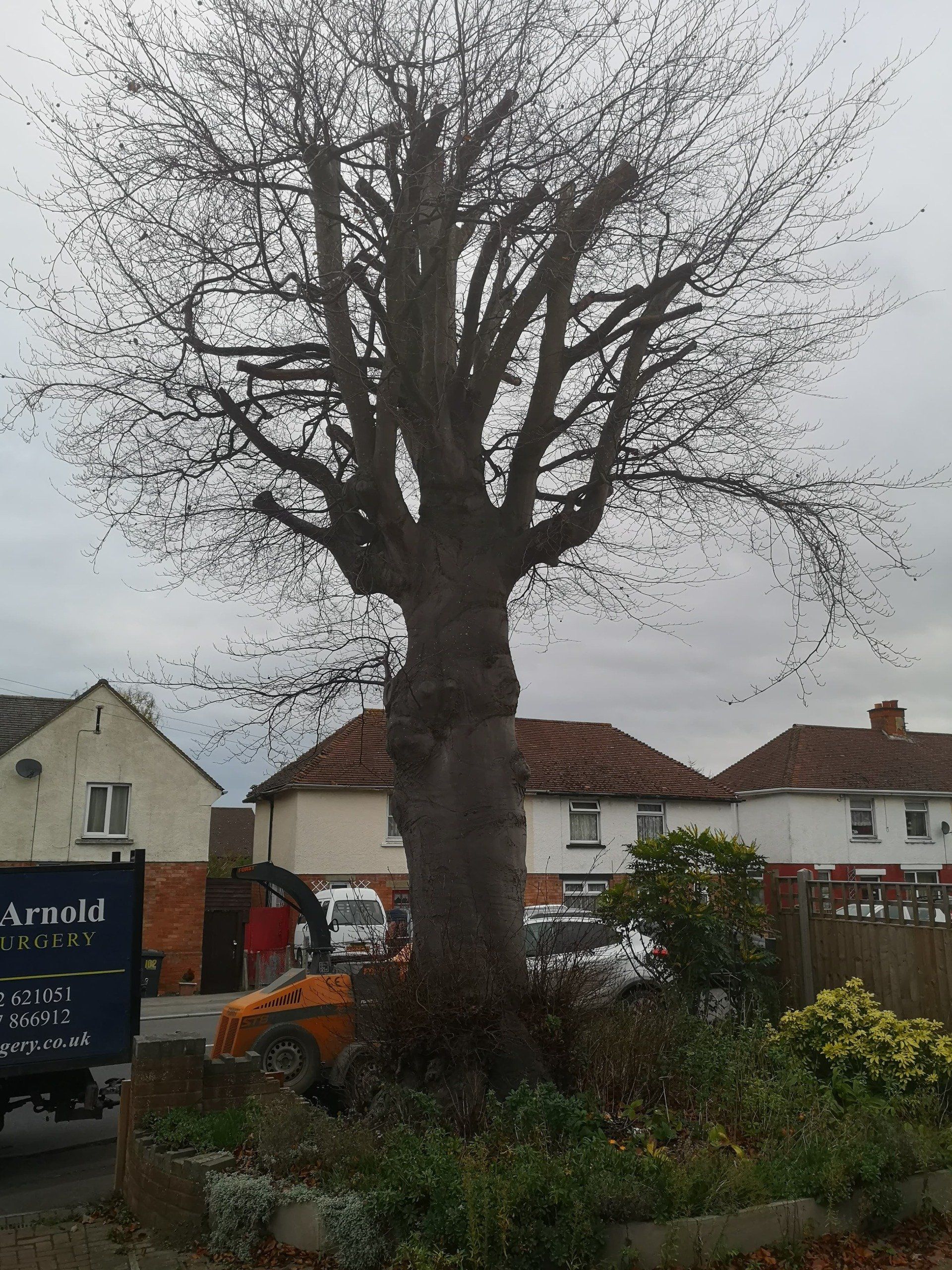 mature tree before branch removal
