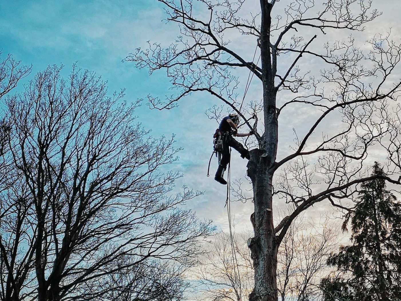 person climbing tree removing branches