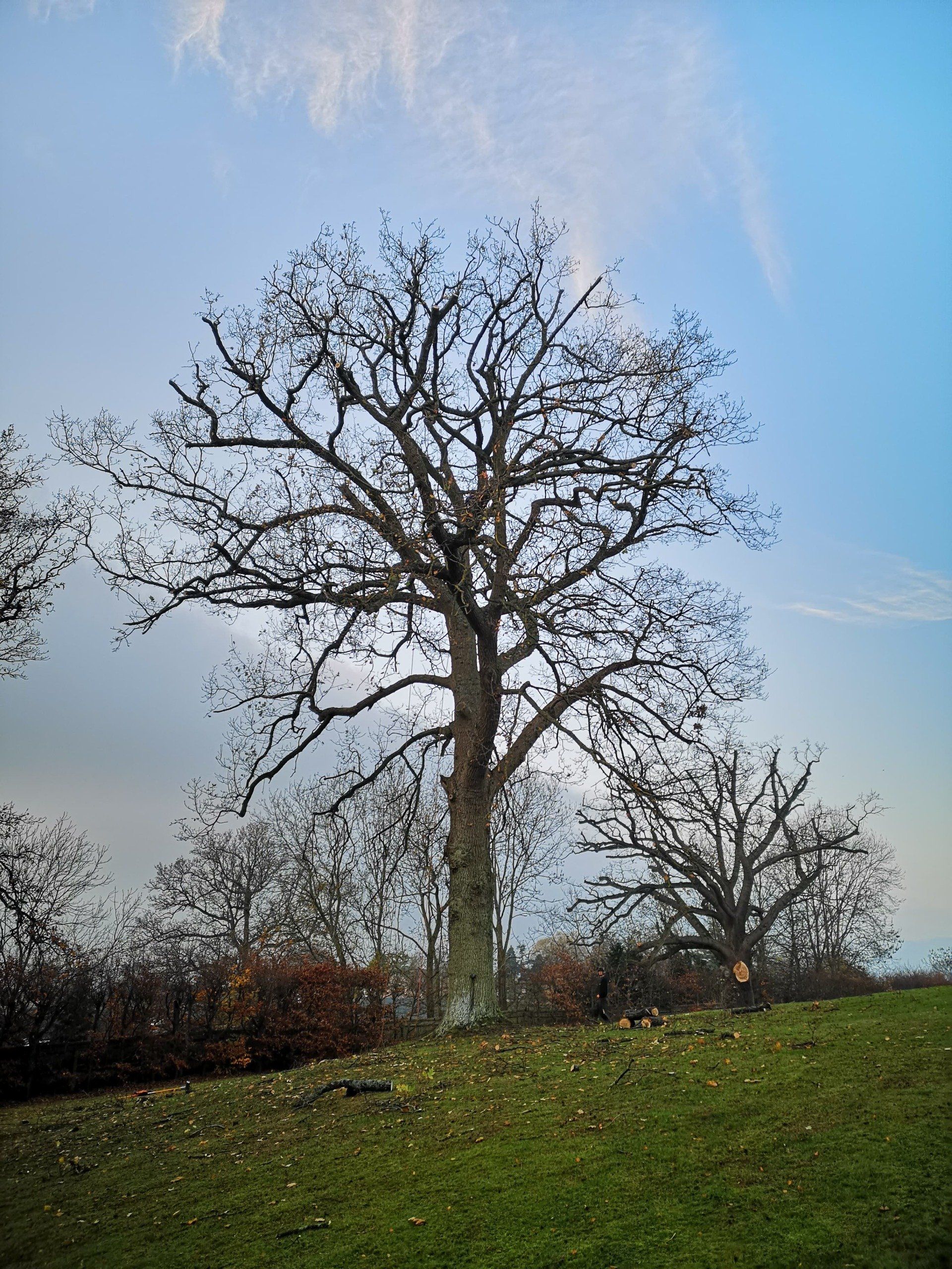 mature tree from distance