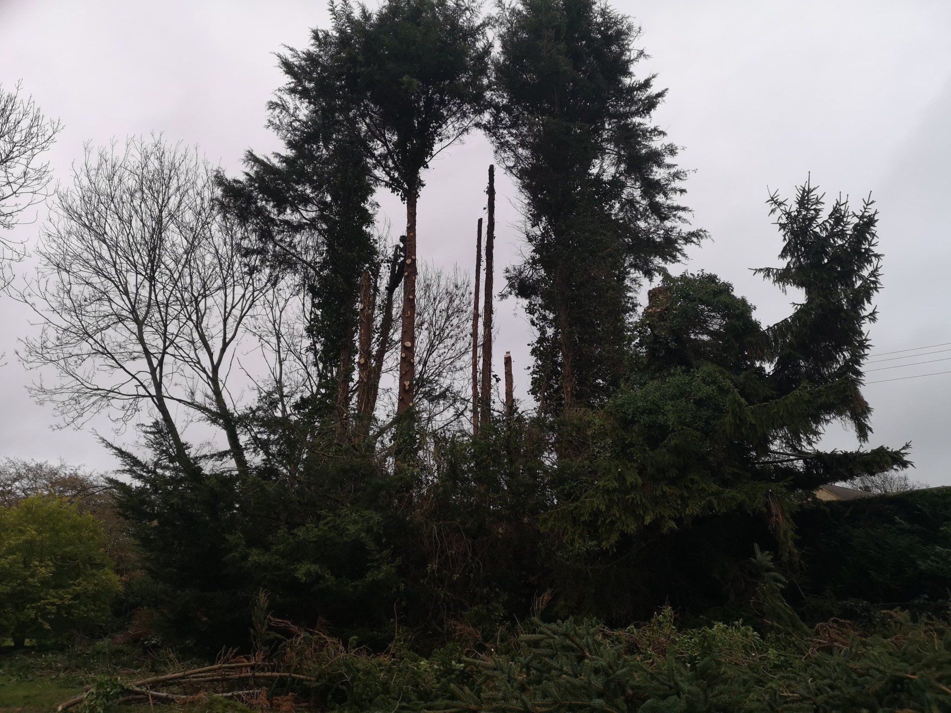 mature trees before branch removal