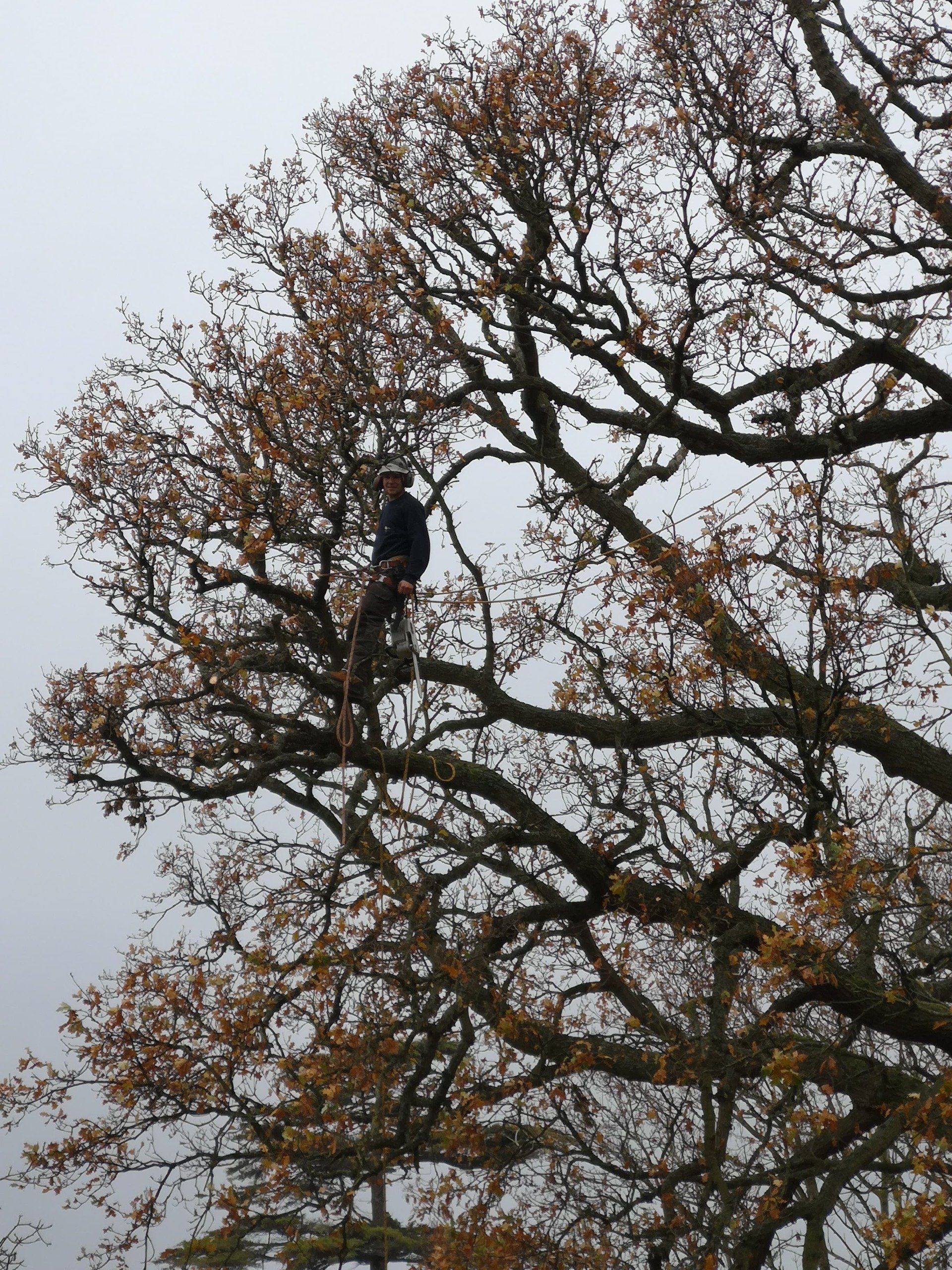 mature tree branches