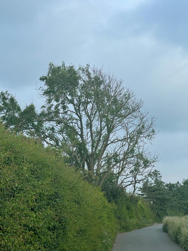 Ash dieback diseased tree