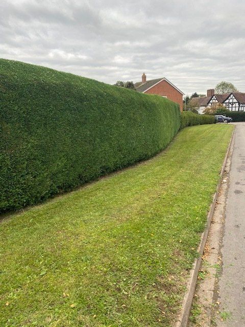 hedge trimmed