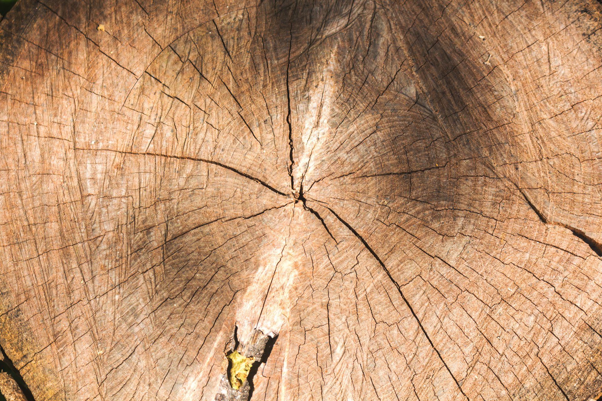 A cross section of a large felled tree
