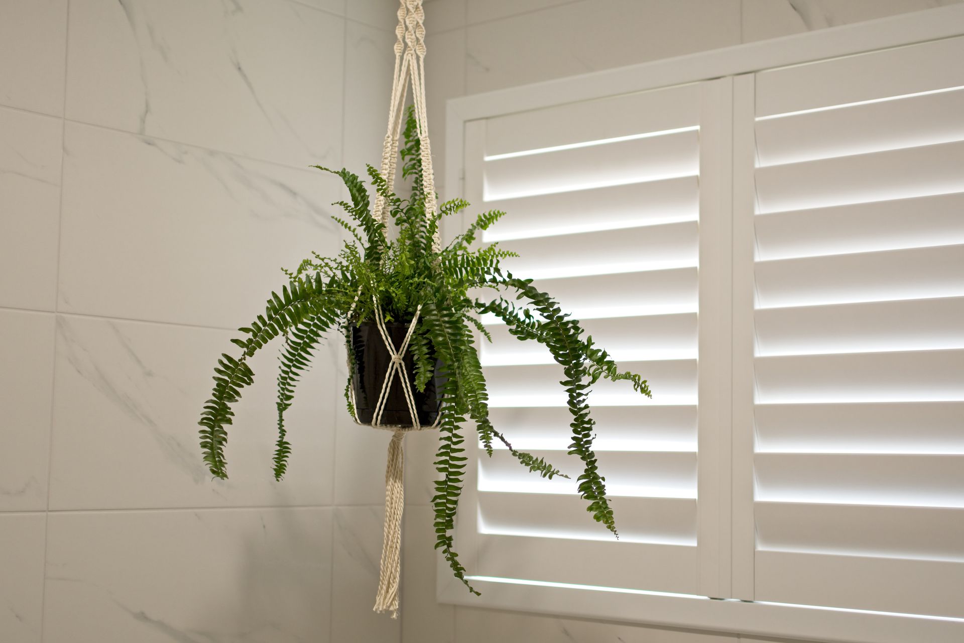 A fern in a black pot hangs in a cream macrame planter in front of white shuttered windows.