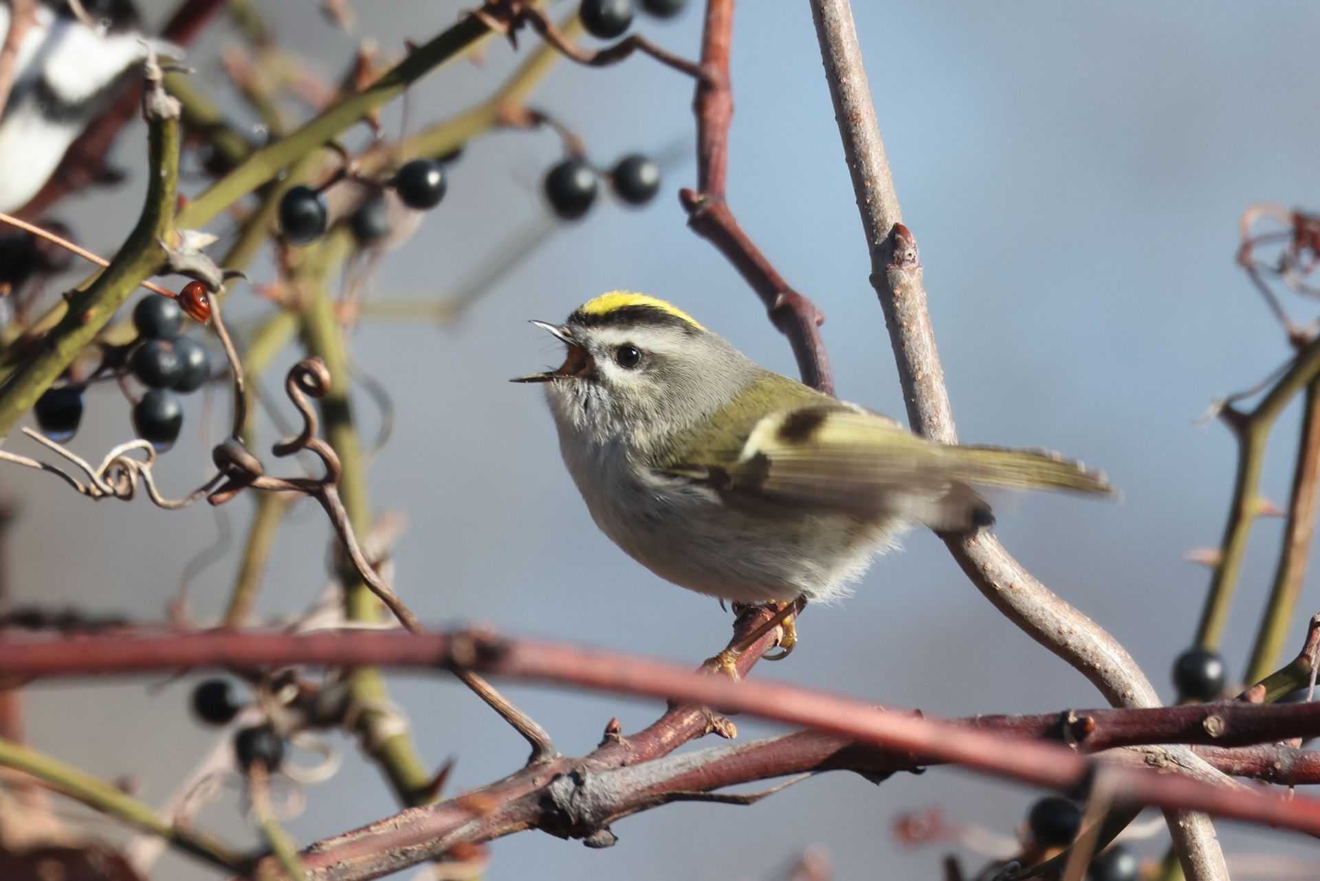 Nantucket Christmas Bird Count: Over 35,000 Birds And 128 Species