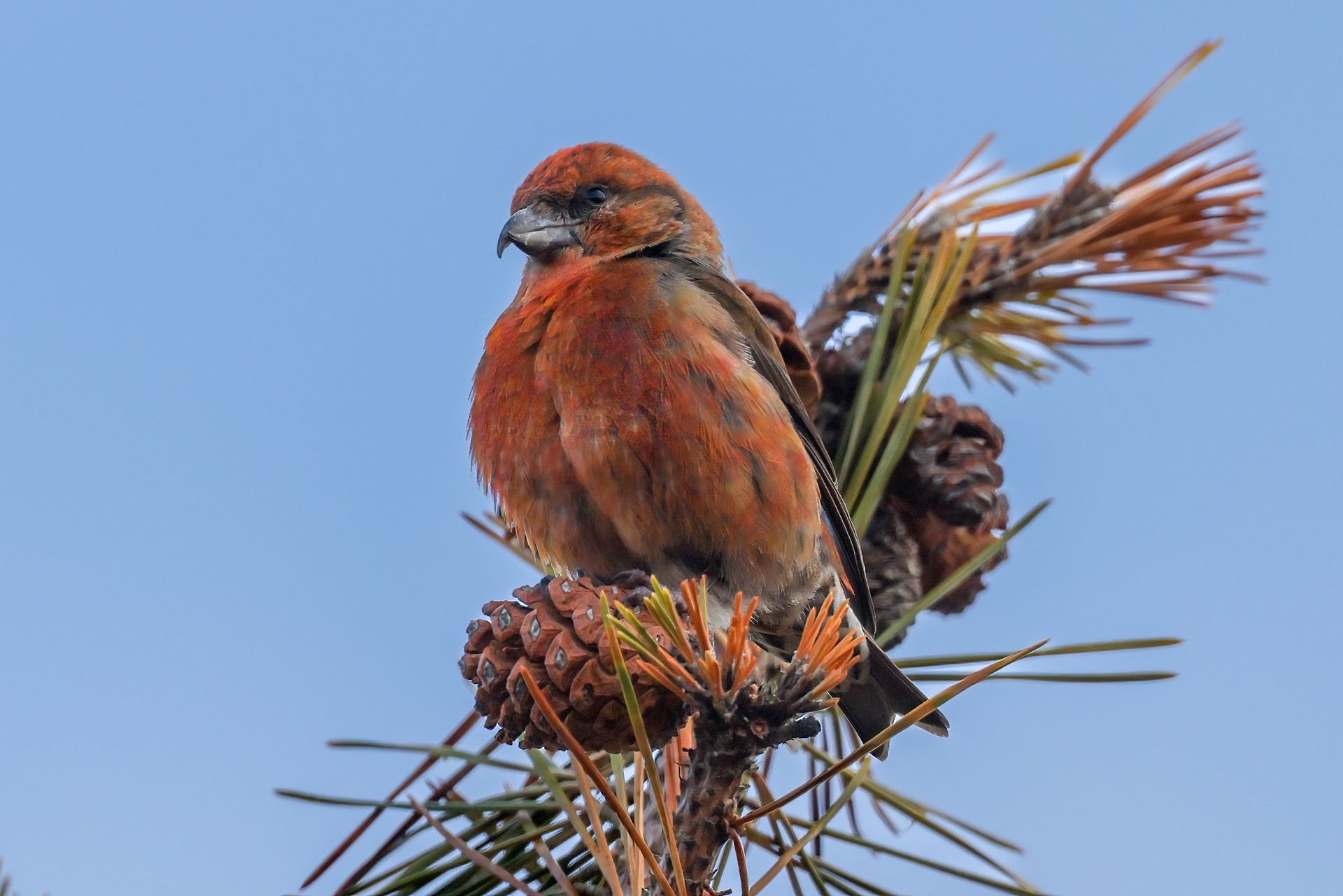 Nantucket Christmas Bird Count Over 35,000 Birds And 128 Species