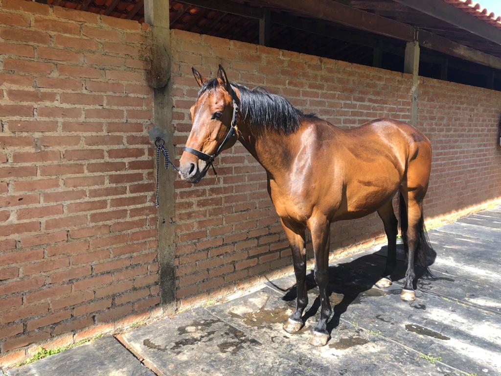 Em avaliação pelo cliente