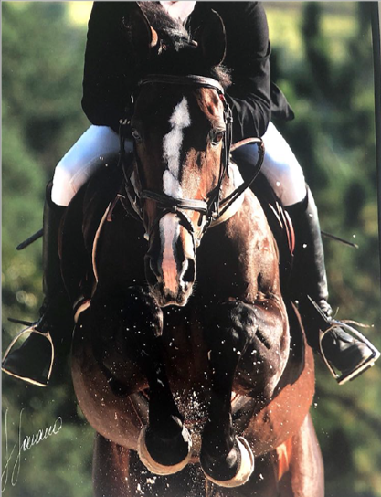 Cavalos para competição