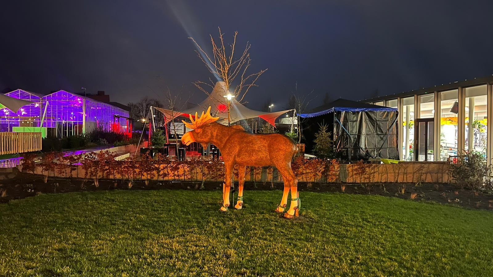 Een oplichtend elandbeeld op een gazon, 's avonds omgeven door feestelijke verlichting en gebouwen.