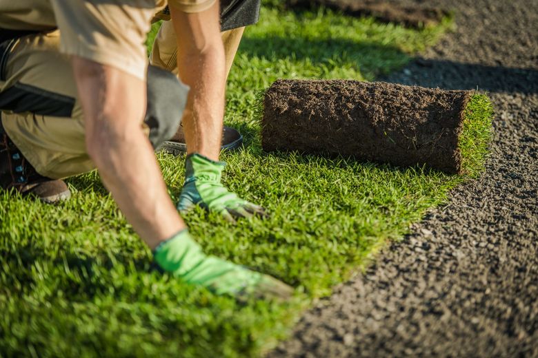 Worker rolling out green turf on a lawn with a section of dirt beside it