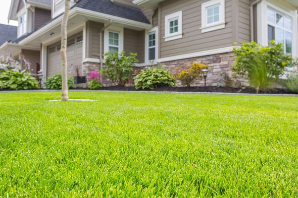 Suburban house with green lawn and landscaped shrubs in front yard