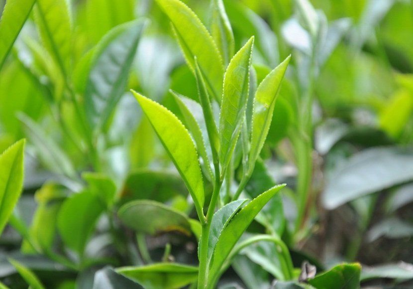 Oolong Plant
