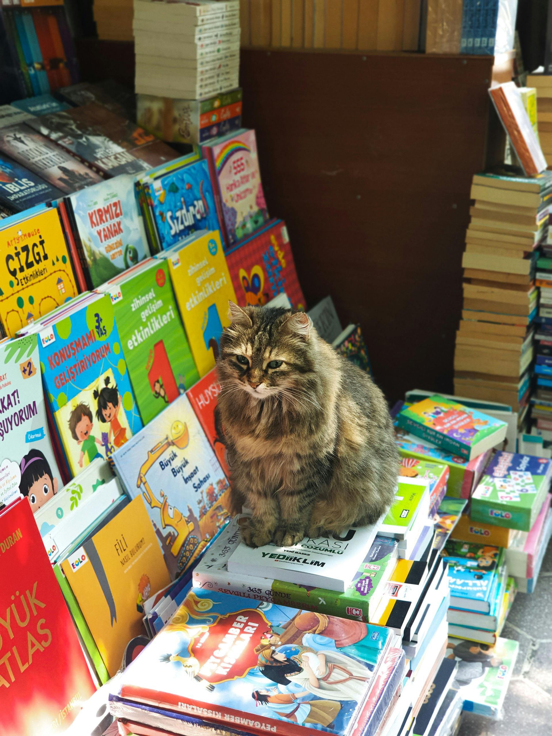 cat and books
