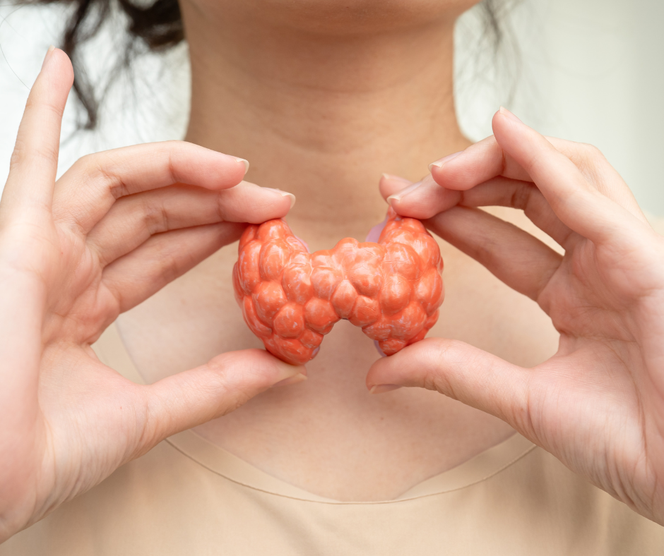 Person holding a model of a coral-colored thyroid gland in front of their neck.