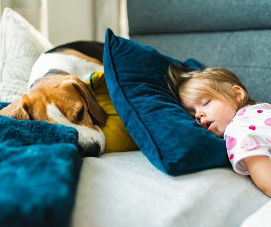 picture of exhausted child and sleeping beagle