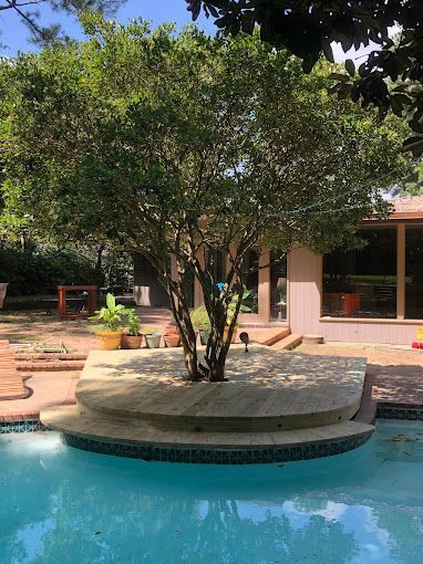 A tree is growing in the middle of a swimming pool.