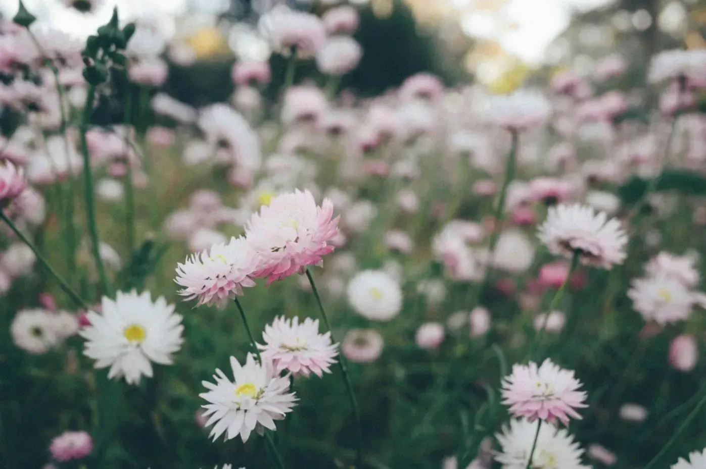 A field of pink and white daisies growing in the grass.