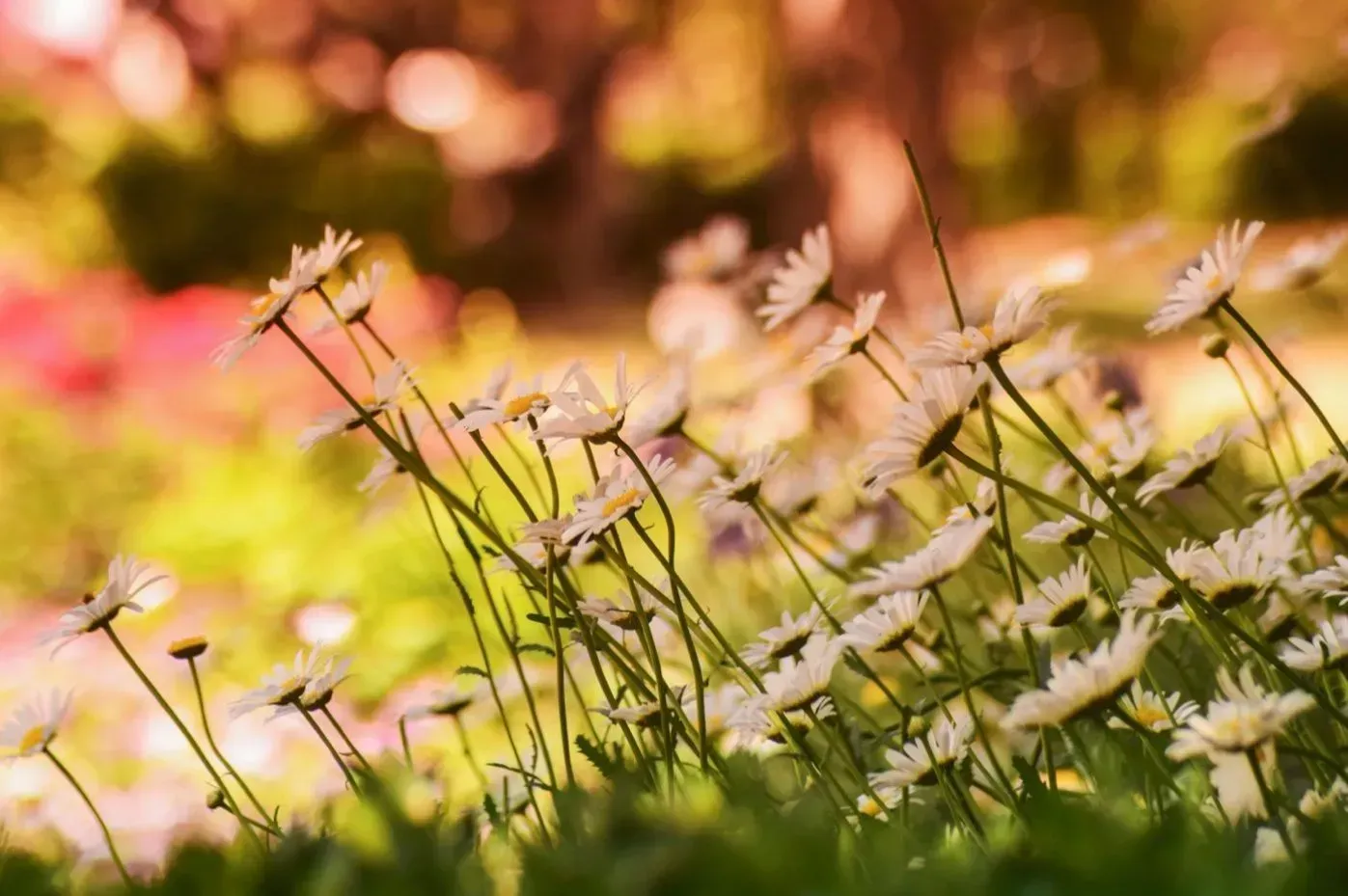 A bunch of daisies are growing in the grass in a field.
