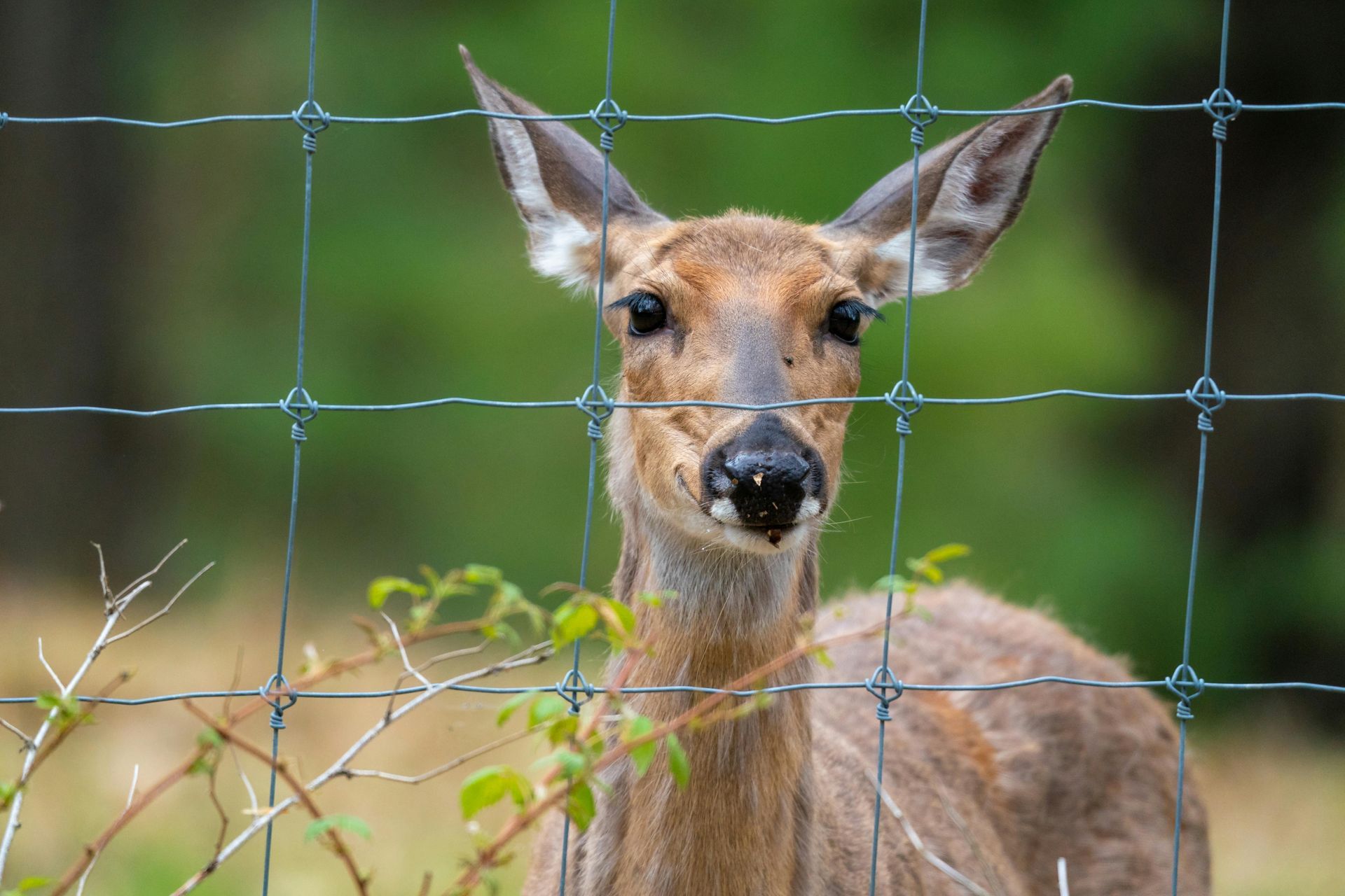 A deer is standing next to a fence in a yard.