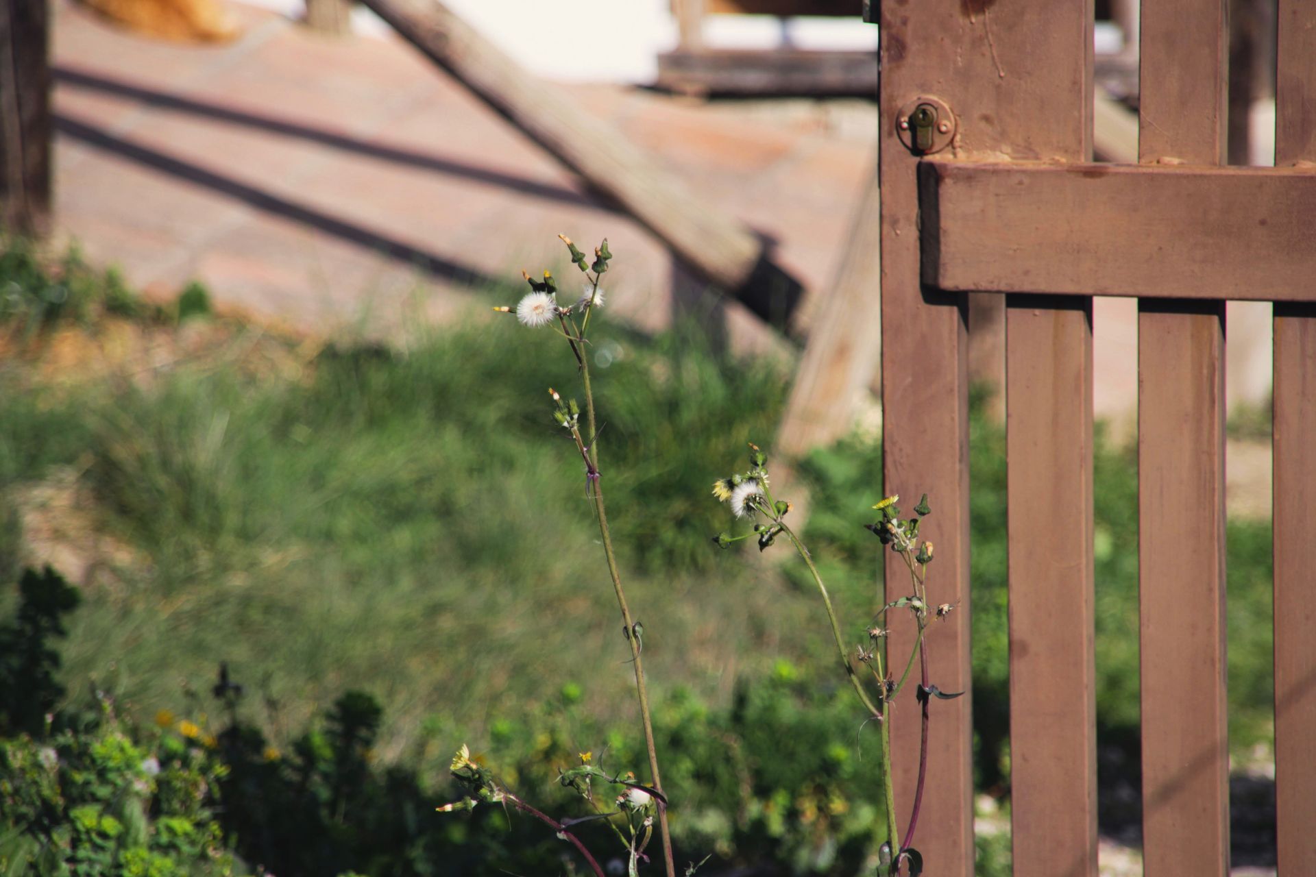 Brown wooden gate next to a patch of weeds with white flowers, sunny outdoor setting.