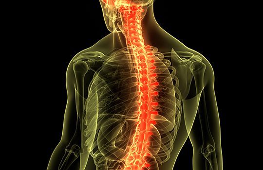Sunrise Hospital. Patient-17, stock photo of a spinal cord