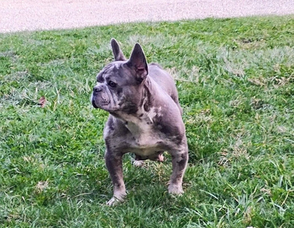 A blue-gray and white French Bulldog stands alert in a grassy yard, looking to the side.