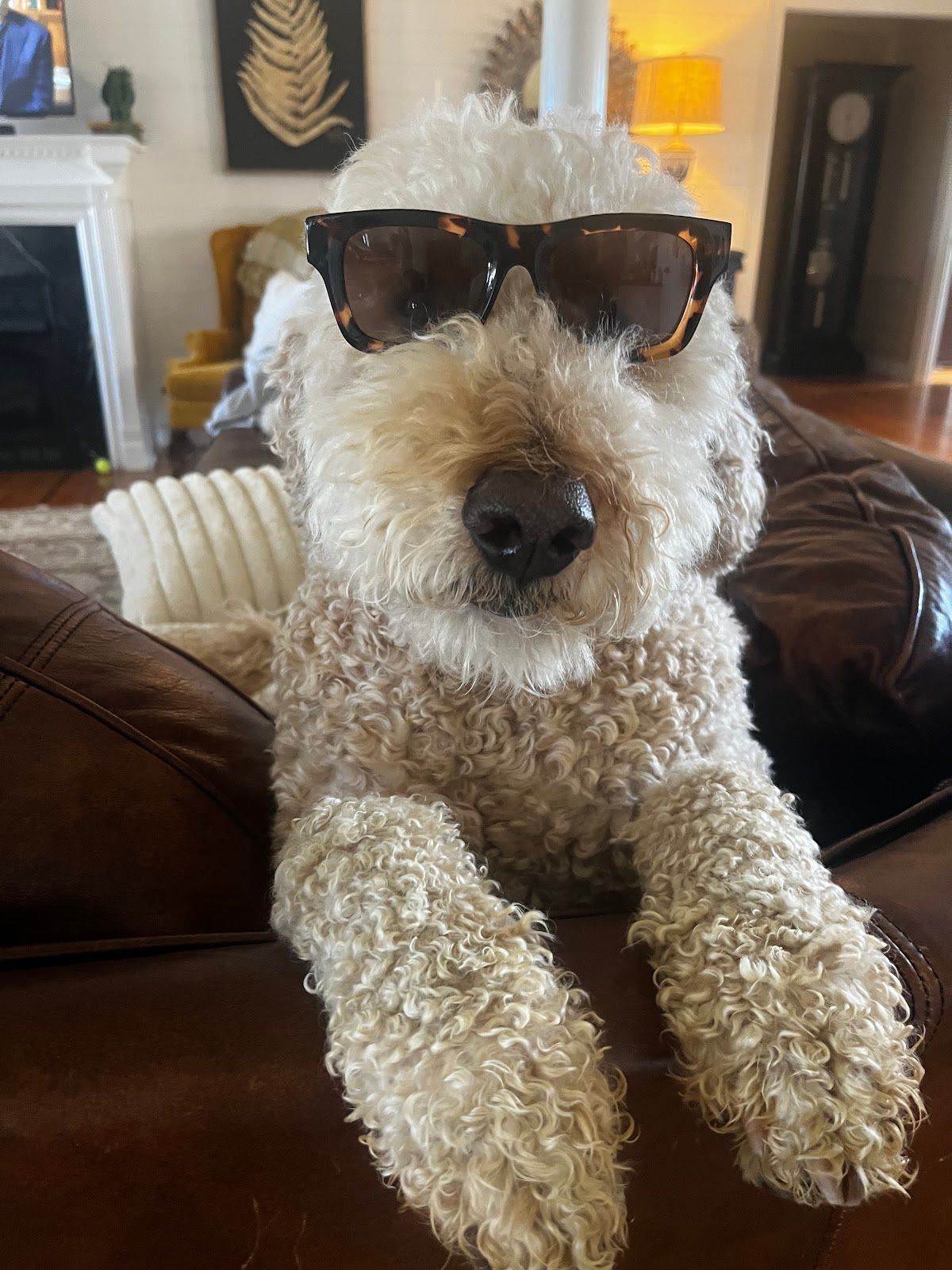 A dog wearing sunglasses, lying on a brown couch.