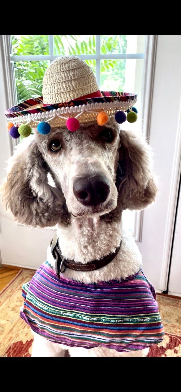 A poodle wearing a sombrero and purple shawl. The dog is indoors, looking at the viewer.