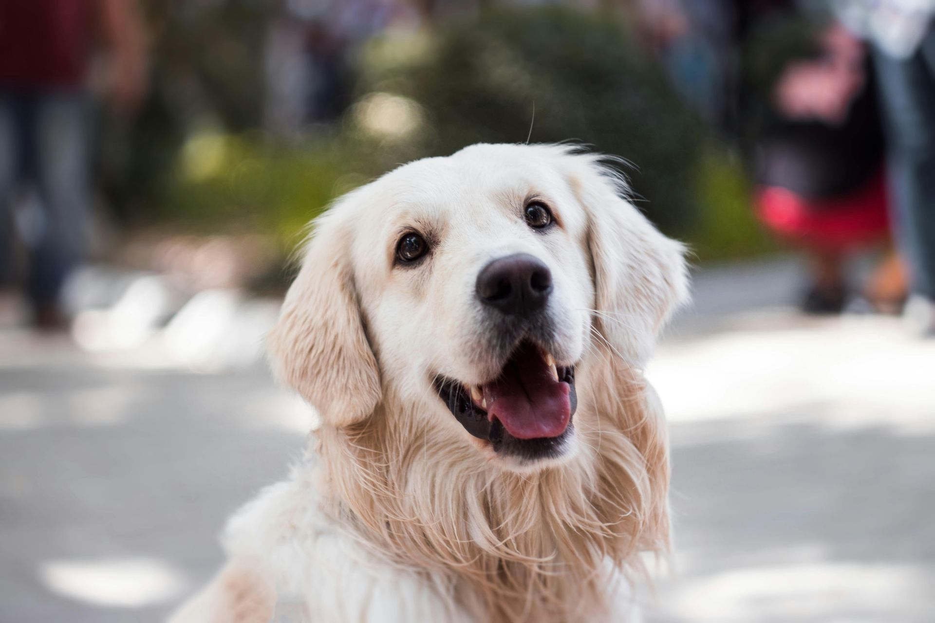 Smiling golden retriever dog with light-colored fur, mouth open, outdoors.
